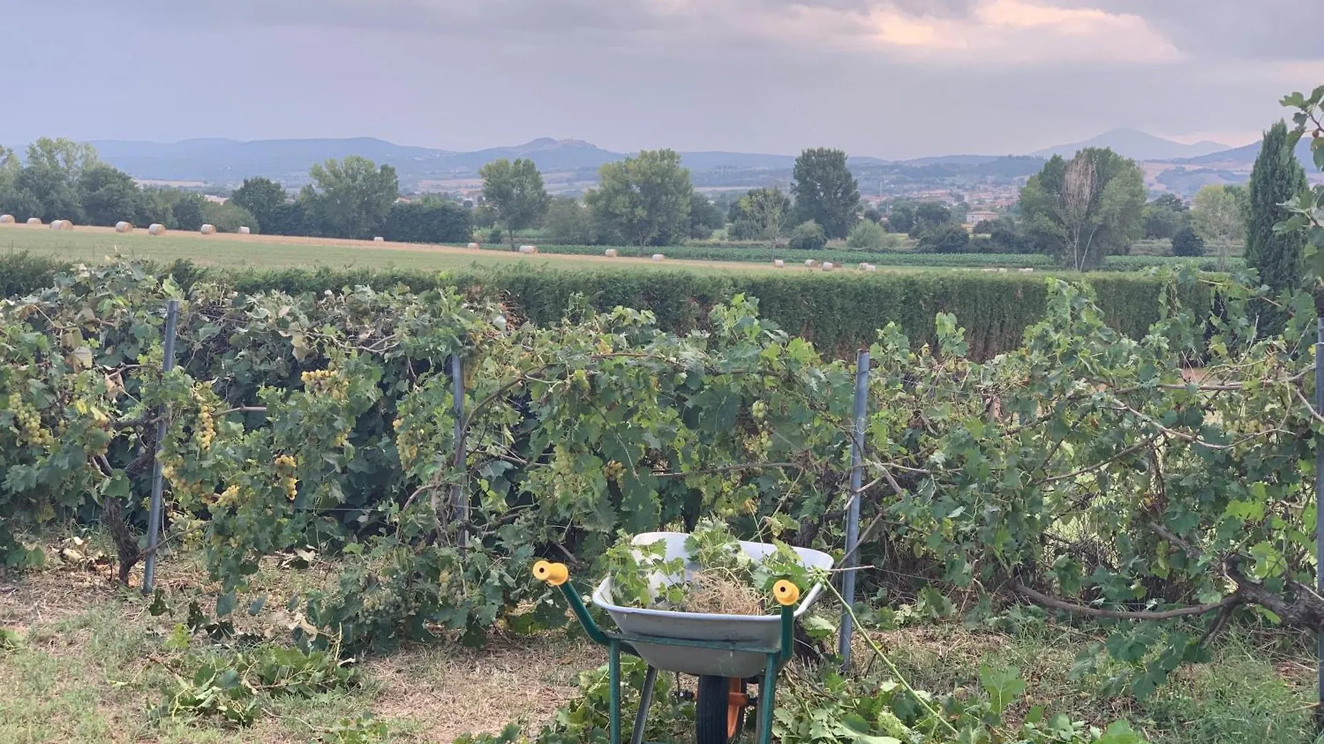 Podere La Ceppa1 Sinalunga